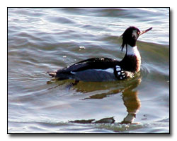 Merganser Digital Photography  Outdoor Eyes