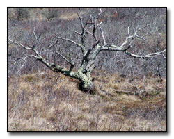 Tree Digital Photography  Outdoor Eyes