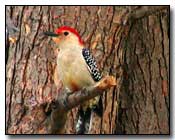 Red-Bellied Woodpecker Digital Photography  Outdoor Eyes