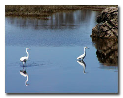 Egret Digital Photography  Outdoor Eyes