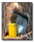 Squirrel Digital Photography � Outdoor Eyes