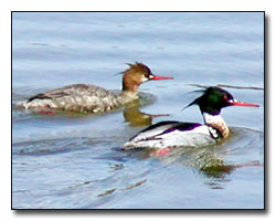 Merganser Digital Photography  Outdoor Eyes