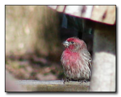 Purple Finch Digital Photography  Outdoor Eyes