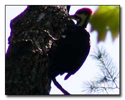 Pileated Woodpecker