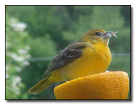 Baltimore Oriole Photograph  Dave Pelletier