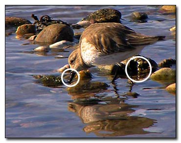 Dunlin Photography  Outdoor Eyes