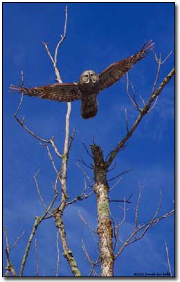 Great Gray Owl� Laurie L. Volk