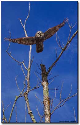 Great Gray Owl Laurie L. Volk