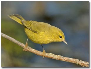 How To Photograph Birds