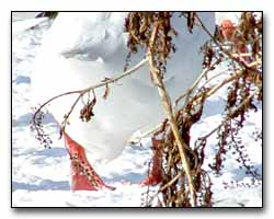 Snow Goose Digital Photography  Outdoor Eyes