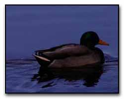 Mallard Digital Photography  Outdoor Eyes