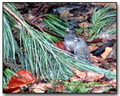 Dark-Eyed Junco Digital Photography  Outdoor Eyes