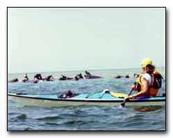 Kayaking With Seals Digital Photography  Outdoor Eyes