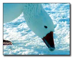 Snow Goose Digital Photography  Outdoor Eyes