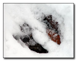 Deer Tracks Digital Photography  Outdoor Eyes