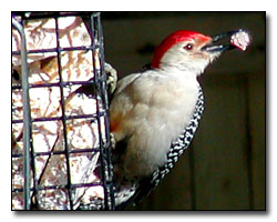 Red Belly Woodpecker Photography � Outdoor Eyes