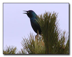 Grackle Photography  Outdoor Eyes