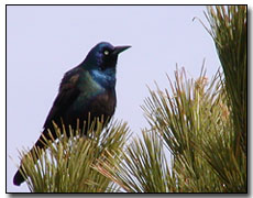 Grackle Digital Photography  Outdoor Eyes